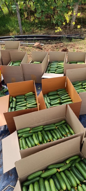Fresh English Cucumber or gherkin from India from India